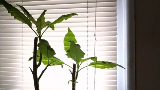 20170127 Brugmansia смотреть онлайн