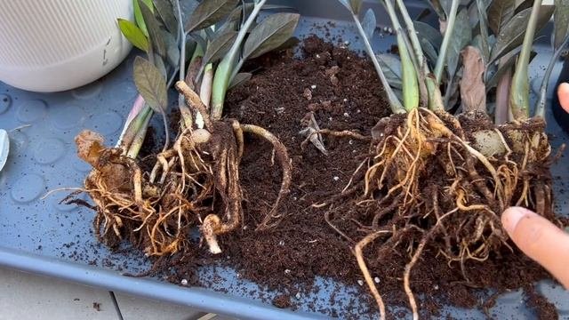 Dividing Black Raven ZZ Plant & Feeding Schlumbergera Truncata (Thanksgiving Cacti) - August 2023
