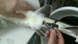 Получение черной икры у осетровых рыб