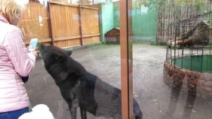 волки воют в зоопарке