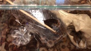 Террариум для паука-птицееда Pterinochilus murinus