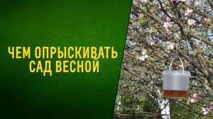 Чем опрыскивать сад весной