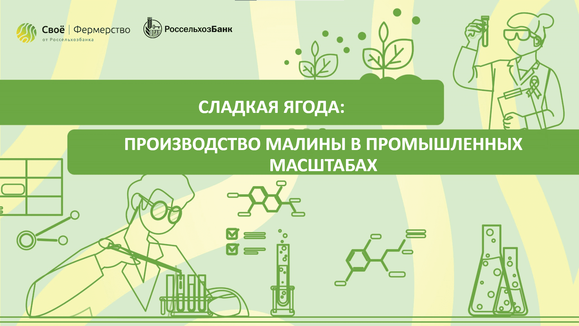 Сладкая ягода: производство малины в промышленных масштабах