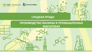Сладкая ягода: производство малины в промышленных масштабах