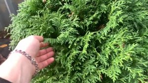 ?Туя западная ‘ДАНИКА’ ⭐️ОБЗОР✅описание✅посадка✅уход