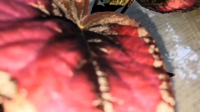 Королевская бегония и традесканция зебрина. Begonia Rex & tradescantia zebrina. (29.01.2019) смотреть онлайн