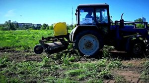 В Твери планируют обработать 55 гектаров, поросших борщевиком