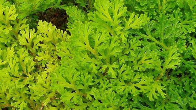 Selaginella martensii - grow & care (Spikemoss) смотреть онлайн