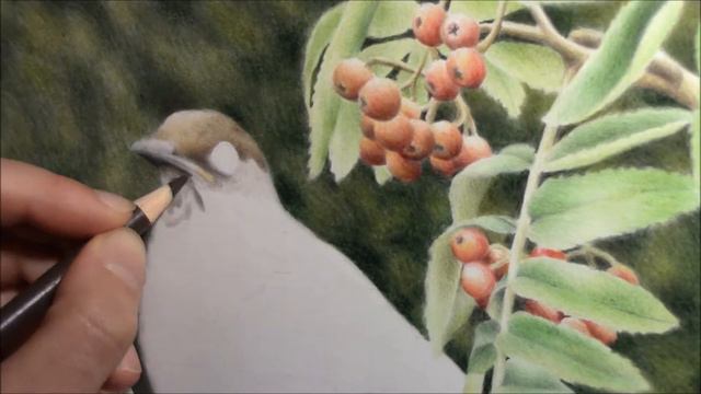 drawing a young blackbird with colored pencils смотреть онлайн