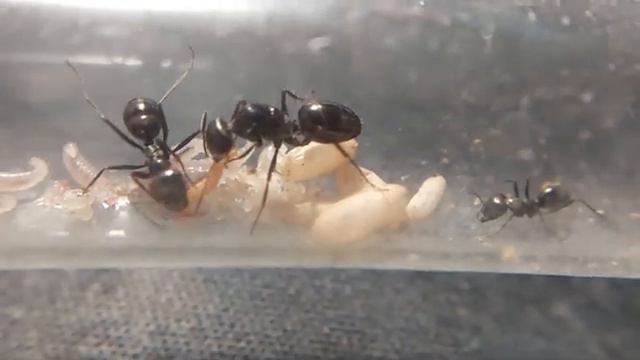 Cataglyphis aenescens | Galaxy of ants смотреть онлайн