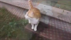 Русские коты )))