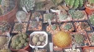 Зимовка кактусов. Варианты зимовки.