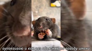 реакция "зайчикв"(ветка изгоя) на антона как андрей часть1/?