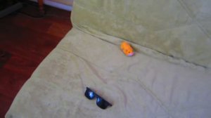 ОТ РОЖДЕНЬЯ ДО СМЕРТИ ЗА 24 ЧАСА ! Челлендж Морская Свинка Бузя Кузя и Вера ПРОЖИЛ!