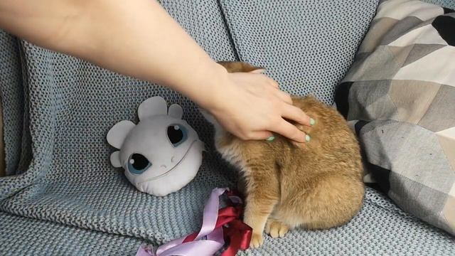 Забавный котенок британской золотой шиншиллы