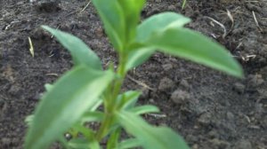 эстрагон Атцтек(Тархун)-Высадил рассадой(сильно ароматный)