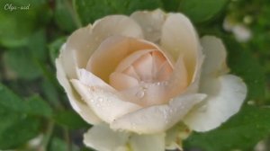 Роза флорибунда Мерхенцаубер роза?(Marchenzauber)