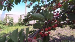 обзор урожая вишни черешни,вишня черешня,шпанка,