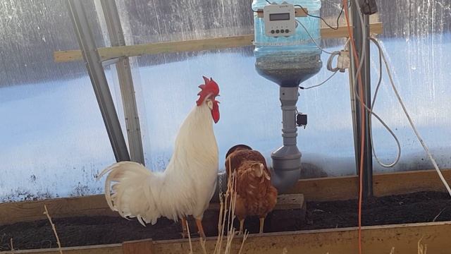 Электронная автоматическая кормушка для кур зимой в теплице смотреть онлайн
