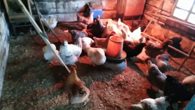 Минусы породы Кохинхин! Никогда не заведу таких кур! смотреть онлайн