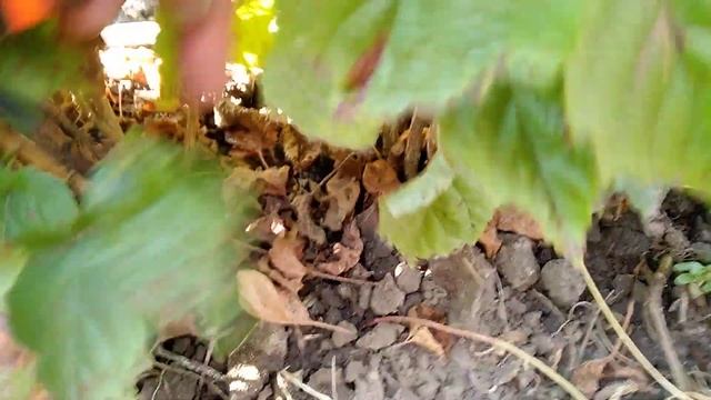 Саджанцы Медвежего ореха.Пересаженые деревья без полива. смотреть онлайн