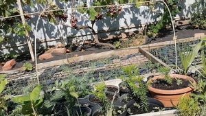 Араукария Чилийская. Морозостойкость. Уход за араукарией.