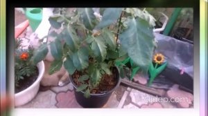 Мои томаты прекрасно растут в 10- литровых ведрах