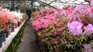 Разные виды Азалий Азалии цветут в Ботаническом саду