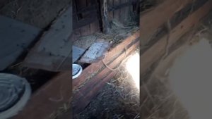 Злобный Тед от мух - результат применения в хозяйстве.