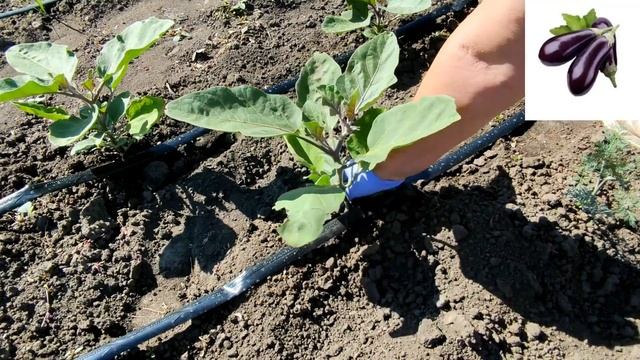 ??БАКЛАЖАНЫ. НУЖНО ЛИ ПАСЫНКОВАТЬ. КАК ФОРМИРОВАТЬ смотреть онлайн