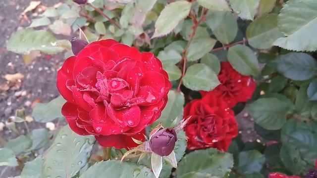 Я радуюсь и люблю и деньги легко приходят ко мне, и тем, кто смотрит это видео смотреть онлайн