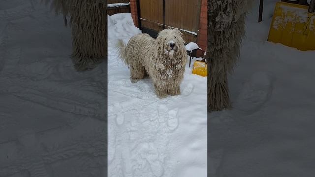 Снежок наше всё ☺️