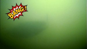 Поклевка форели на блесну Chinook.