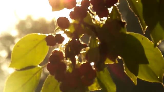 Осень Утро Яблоня дичка смотреть онлайн