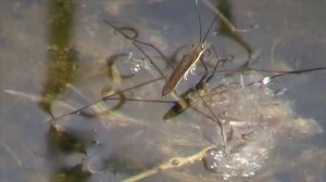 Common Water Strider (Gerridae: Gerris)