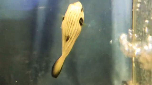 КАЛИПСО АКВА смотреть онлайн