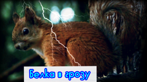Как ведет себя белка во время грозы