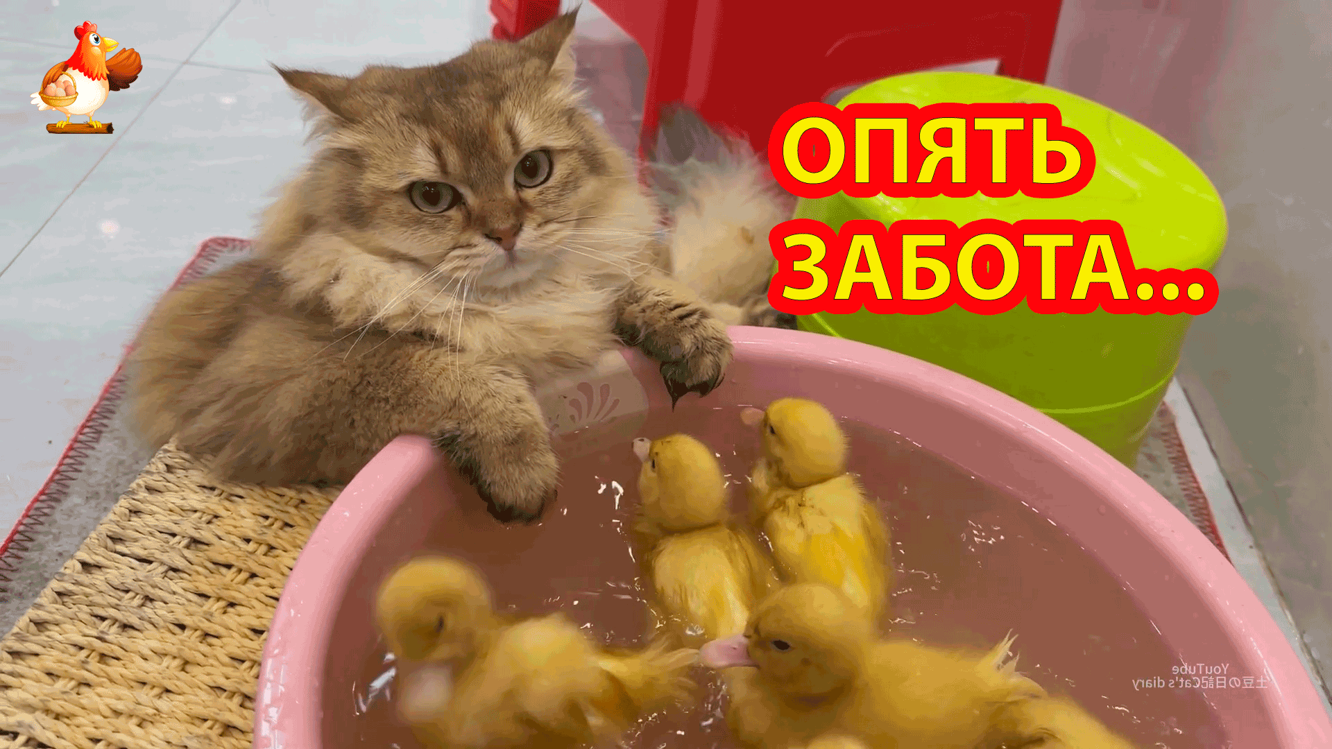 Кошка купает Утят с явным непониманием ? Зачем им вода ❓ Кот посмотрел и ушел ?⬛