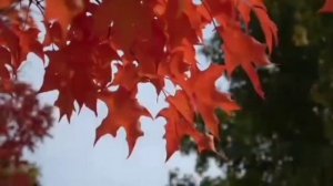 Листья жгут #кавер композитор М.Дунаевский, слова Н.Олев первый исполнитель М. Боярский