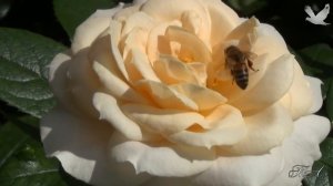 ? Этот старый,.. вечно юный ВАЛЬС!!! This old,.. forever young WALTZ !!!