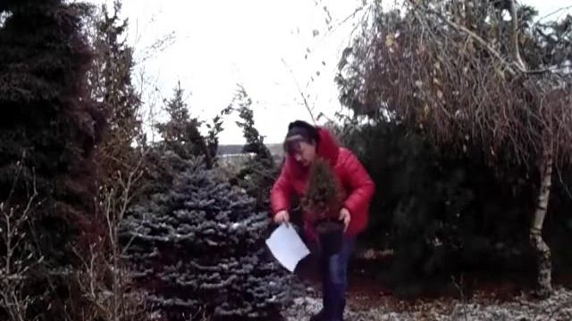 Живая Ёлка на Новый год - ответы на вопросы. смотреть онлайн