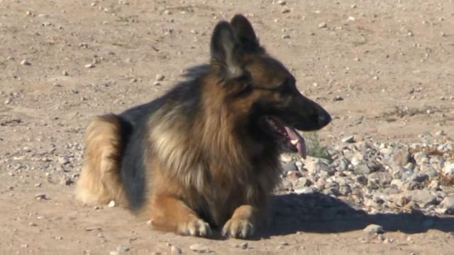 Леша и Полукс смотреть онлайн