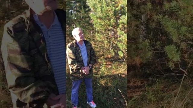 Сосна обыкновенная