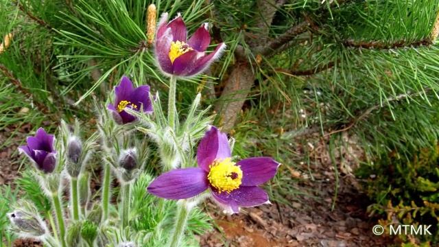 Wiosenne kwiaty: Sasanka zwyczajna, sasanka ogrodowa / Pulsatilla vulgaris, Pulsatilla hybrida смотреть онлайн