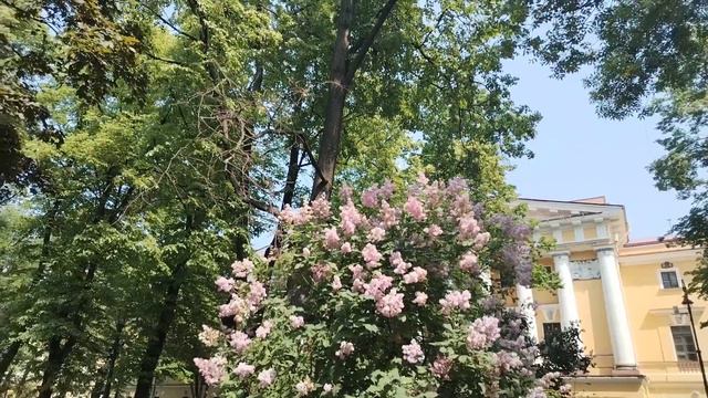 "Сирень в Петербурге" смотреть онлайн