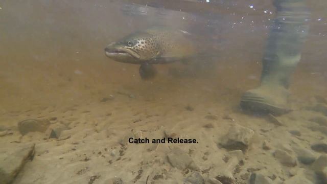 Ferox 85 Group - "Two Old Gits go Fishing" смотреть онлайн