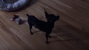 Той терьер лает