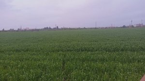 Трансформация организма (часть 2).