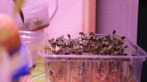 ДЖУНГЛИ У МЕНЯ ДОМА - ТРОПИЧЕСКИЙ ТЕРРАРИУМ! ОБЗОР МОЕЙ КОЛЛЕКЦИИ РАСТЕНИЙ \\ Димон и пумба