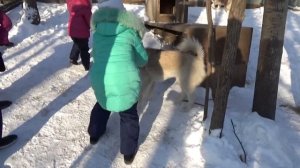 В гостях у хасок. Прогука на ездовых собаках.